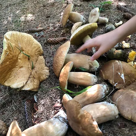 Nepouzivat Zazi Apartmán Liptovský Ján