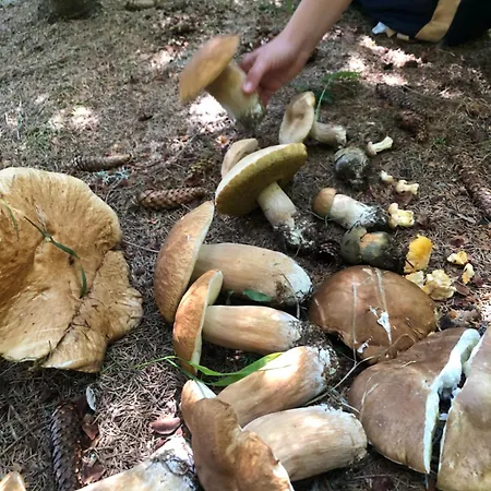 Apartmán Nepouzivat Zazi Liptovský Ján