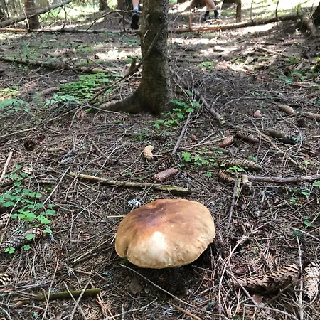 Nepouzivat Zazi * Liptovský Ján